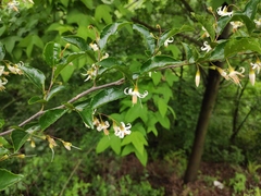 Styrax faberi