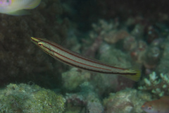 Hologymnosus doliatus