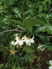 Styrax faberi