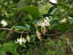 Styrax faberi