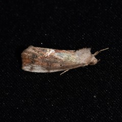 Hypsoropha hormos