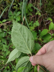 Viburnum setigerum