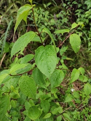 Viburnum setigerum