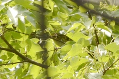 Phylloscopus proregulus