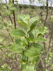 Salix