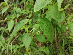 Viburnum setigerum