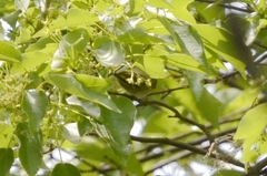 Phylloscopus proregulus