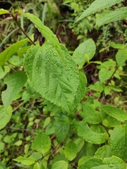 Viburnum setigerum