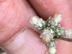Antennaria howellii