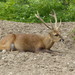 Indochinese Hog Deer - Photo (c) Chriest, some rights reserved (CC BY-NC-SA)