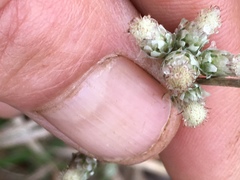 Antennaria howellii
