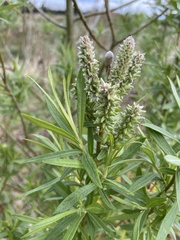 Salix