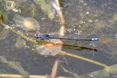 Paracercion calamorum