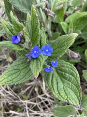 Pentaglottis sempervirens