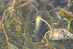 Micropercops swinhonis