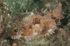 Cyclichthys orbicularis