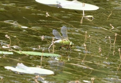 Anax parthenope