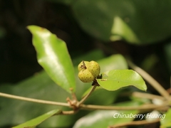 Croton cascarilloides