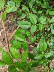 Rosa chinensis