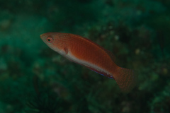 Cirrhilabrus rubripinnis