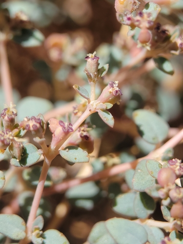 Image of Euphorbia parishii by no rights reserved