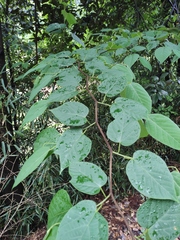 Alangium kurzii