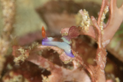Nembrotha chamberlaini