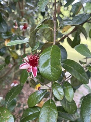 Feijoa