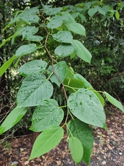 Alangium kurzii