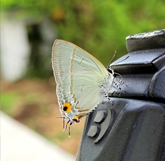 Hypolycaena erylus