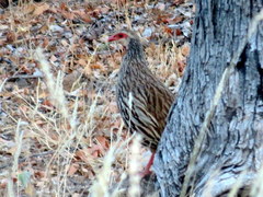 Pternistis afer afer