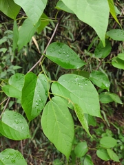 Alangium kurzii