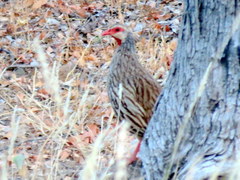 Pternistis afer afer