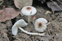 Leucoagaricus coerulescens