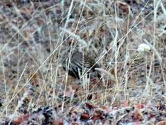 Pternistis afer afer