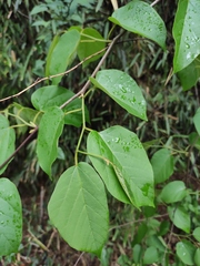 Alangium kurzii