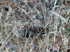 Pternistis afer afer