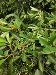 Photinia bodinieri