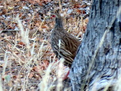 Pternistis afer afer