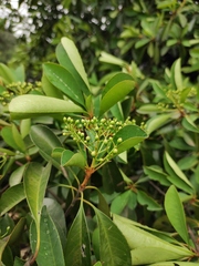 Photinia bodinieri