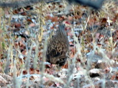 Pternistis afer afer