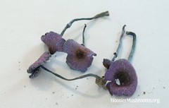 Leucoagaricus coerulescens