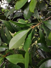 Photinia bodinieri