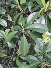 Photinia bodinieri