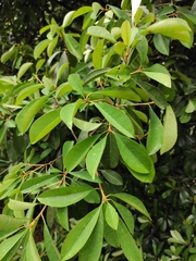 Photinia bodinieri