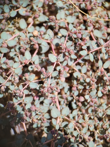 Image of Euphorbia parishii by no rights reserved