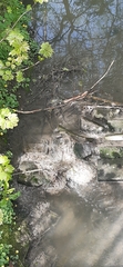 Leptomitus lacteus