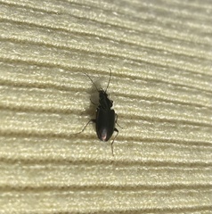 Limodromus assimilis