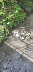 Leptomitus lacteus