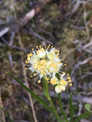 Toxicoscordion paniculatum